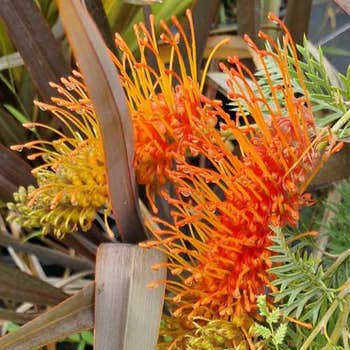 Grevillea Orange Wow - grafted