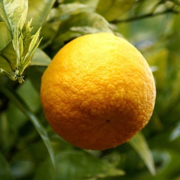 Citrus - Troyer citrange