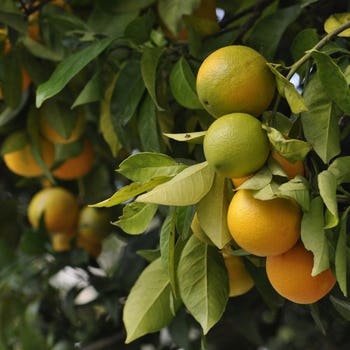 Citrus - Carrizo citrange