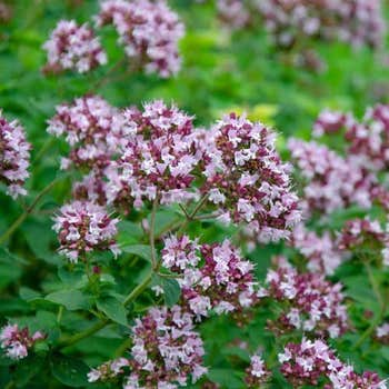 Oregano - seed