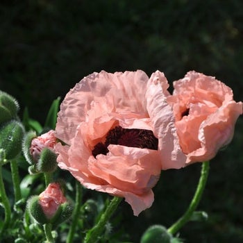 Poppy Oriental - seed