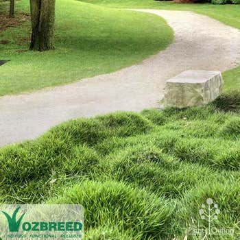 Ozbreed Zen Grass