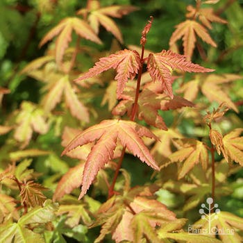Acer palmatum - Japanese maple
