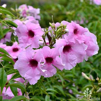 Pandorea jasminoides Dark Pink