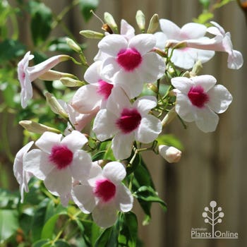 pandorea jasminoides in flower