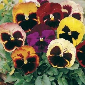 Pansy Swiss Giants - seed