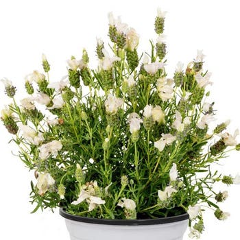 Lavender Papillon White 