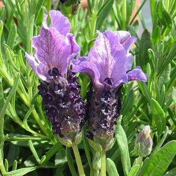 Lavender Bella Blue - Italian 