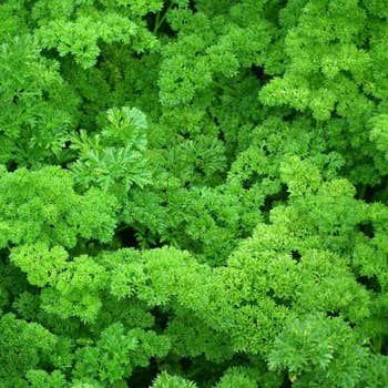 curly parsley seed