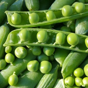 Pea Early Crop Massey - seed