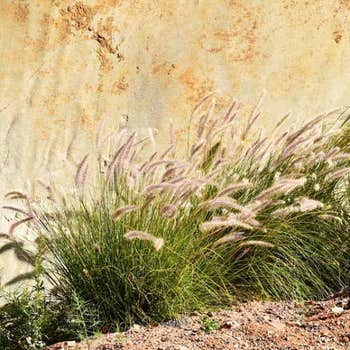 swamp grass in rocky location