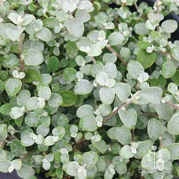 silver leaf Helichrysum petiolare