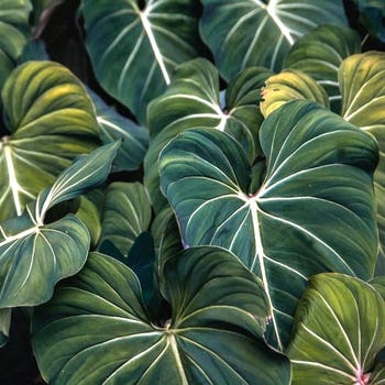 Philodendron gloriosum - velvet philodendron