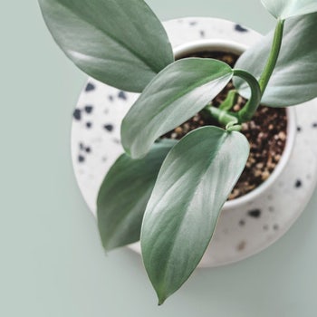 Philodendron Silver Sword