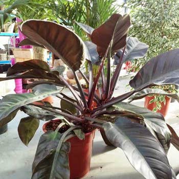 Philodendron Imperial Red