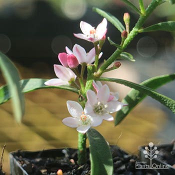 Philotheca Winter Rouge