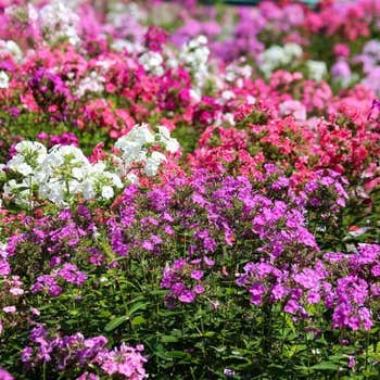 phlox flower seed