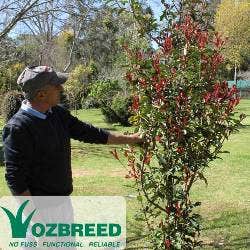 Thin Red photinia