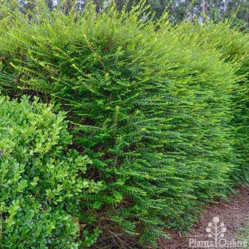 Phyllanthus - waterfall plant