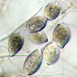 phytophthora