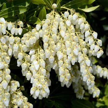 pieris flowers