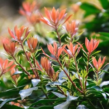 Pieris  japonica - lily of the valley bush