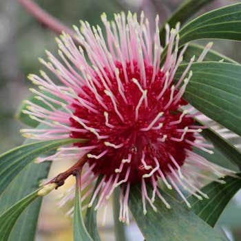 Australian Wildflower Pin-Cushion Hakea - seed