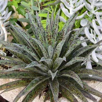 Mangave Pineapple Express - succulent
