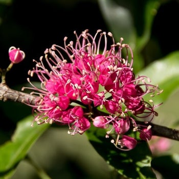 Melicope Blush flower
