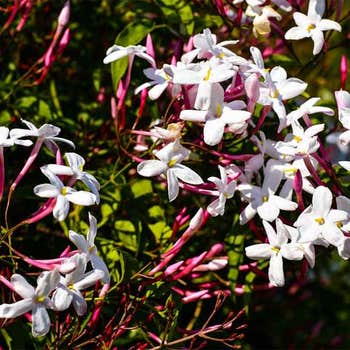 Jasminum polyanthum - jasmine