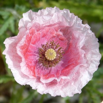shirley poppy seed