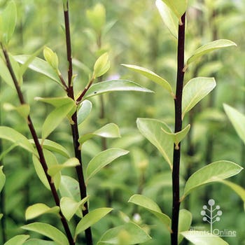 Pittosporum Little Squirt dark stems