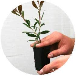 Removing Plant From Tube