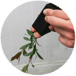 Removing Plant From Tube