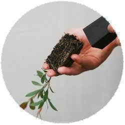 Removing Plant From Tube