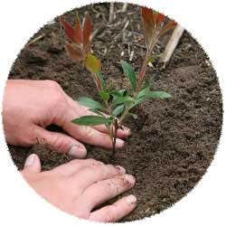 Planting Stemps2
