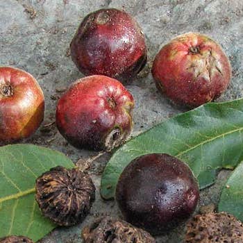 Burdekin plums