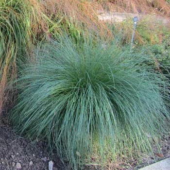 Poa labillardierei