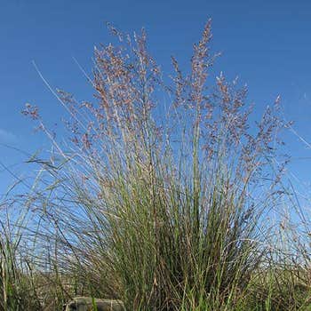Poa sieberiana