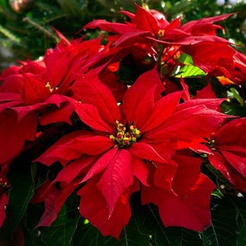 Poinsettia Red Oak