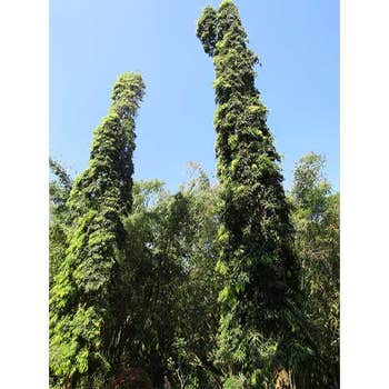mast trees 