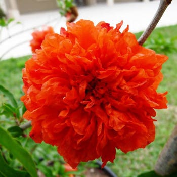 double orange pomegranate flower