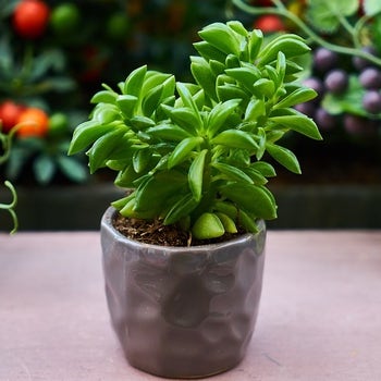 Peperomia dolabriformis - prayer pepper - succulent