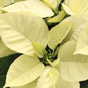Poinsettia Polar 