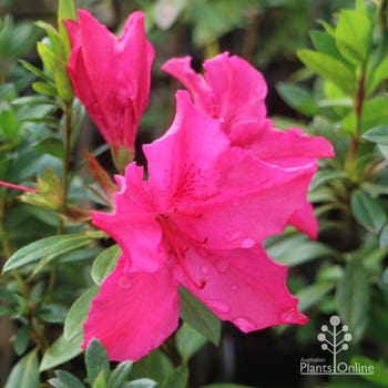 Azalea Pride of Dorking