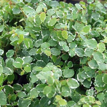 Ficus pumila  variegata