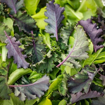 Kale Russian Red - seed