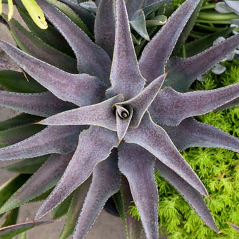 Mangave Purple People Eater - succulent