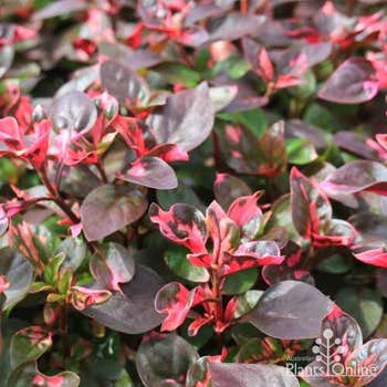 Alternanthera Purple Splash