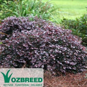 Loropetalum Purple Pixie